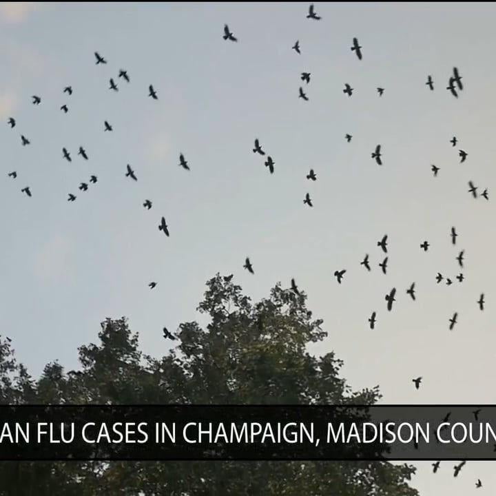 Avian Flu reported in Champaign, Madison counties